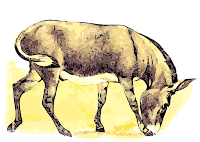 wild ass