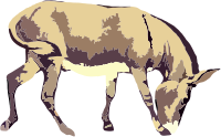 wild ass (simplified)