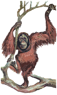 Orangutan - Isolated