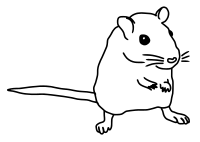 gerbil