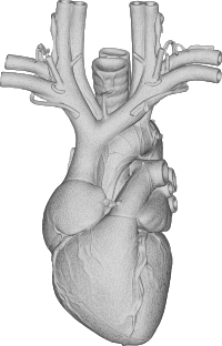 Anatomical Heart 3D