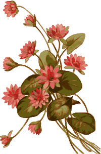 Lily Pad Flowers