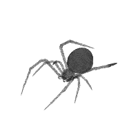 Animated Black Widow