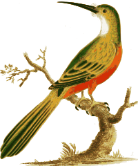Jacamar