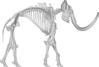 Mammoth Skeleton 3D