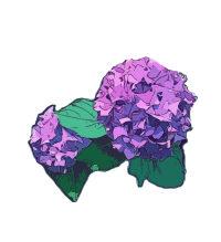Hydrangea