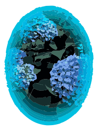 Blue Circle Hydrangea