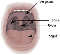 Mouth Diagram