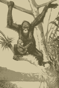 Orangutan Mother and Kid