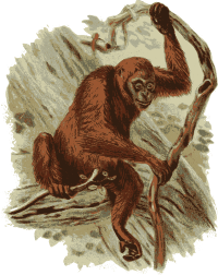 Orangutan in a Tree