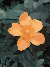 Yellow Flower