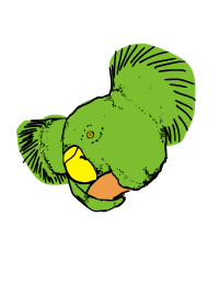 Optical illusion bird koala