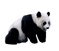 Realistic Panda