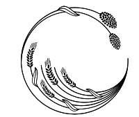 高粱