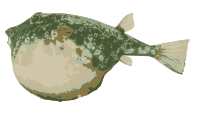 Blowfish