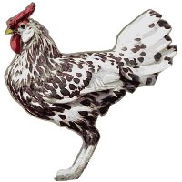 Rooster