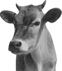 Cow Head