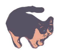 Random Kitty Cat