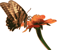 Butterfly on a Flower