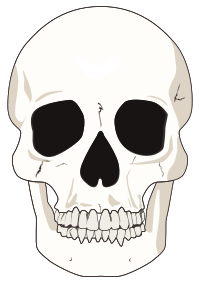 Flat mid detail skull