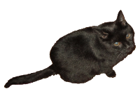 Black cat Marcel
