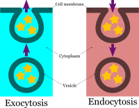 Endocytosis Exocytosis