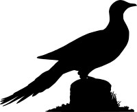 Pigeon Silhouette