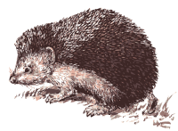 Daurian Hedgehog
