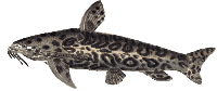 Jaguar Catfish