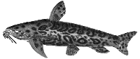 Jaguar Catfish