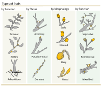 Plant Buds Classification