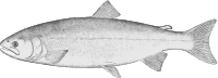 Silver Salmon