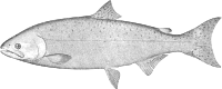 King Salmon