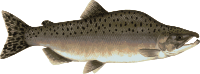 Pink Salmon