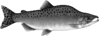 Pink Salmon