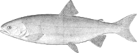 Dog Salmon