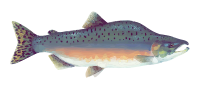 Pink Salmon - Optimized
