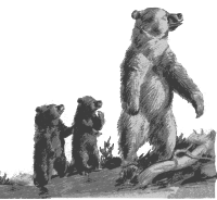 Grizzly and Two Babies