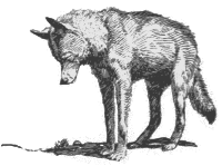 Alone Coyote
