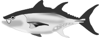 tuna fish
