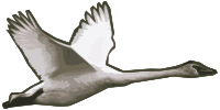 Goose Flying