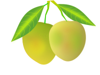 Ripe Mango