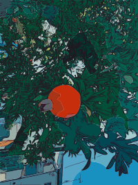 Pomegranate on a Tree