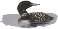 Loon in Water