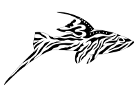 Zebra fish