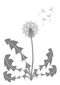 dandelion