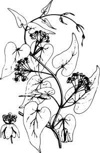 Oentarrhinum Insipidum