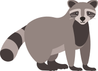 Raccoon