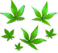 Green Foliage