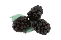 Blackberries